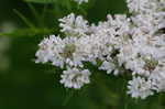 Narrowleaf mountainmint